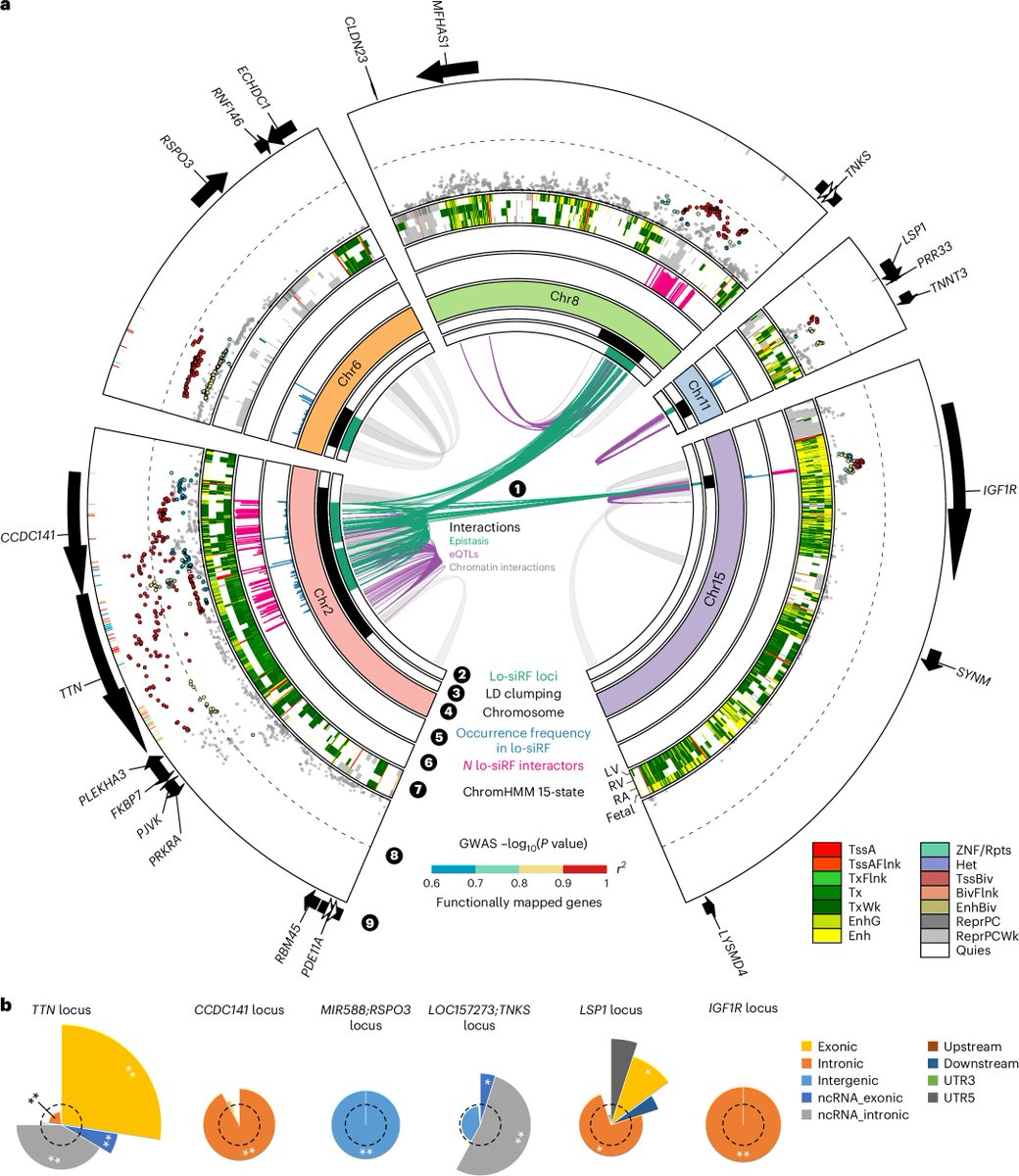 Qianru Wang (@qianru9016) on Twitter photo Excited to share our new paper in <a href="/NatureCVR/">Nature Cardiovascular Research</a>!!
We decoded how genes team up through epistasis to drive cardiac hypertrophy. 🧬❤️
🙏👏<a href="/euanashley/">euan ashley</a> <a href="/bbiinnyyuu/">Bin Yu</a>
<a href="/Stanford/">Stanford University</a> <a href="/UCBerkeley/">UC Berkeley</a>
Link: doi.org/10.1038/s44161…
NCVR news: nature.com/articles/s4416… Excited to share our new paper in <a href="/NatureCVR/">Nature Cardiovascular Research</a>!!
We decoded how genes team up through epistasis to drive cardiac hypertrophy. 🧬❤️
🙏👏<a href="/euanashley/">euan ashley</a> <a href="/bbiinnyyuu/">Bin Yu</a>
<a href="/Stanford/">Stanford University</a> <a href="/UCBerkeley/">UC Berkeley</a>
Link: doi.org/10.1038/s44161…
NCVR news: nature.com/articles/s4416…