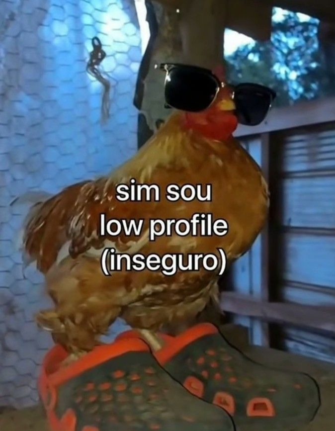 animais com frases aleatorias (@animaisfrases_) on Twitter photo 