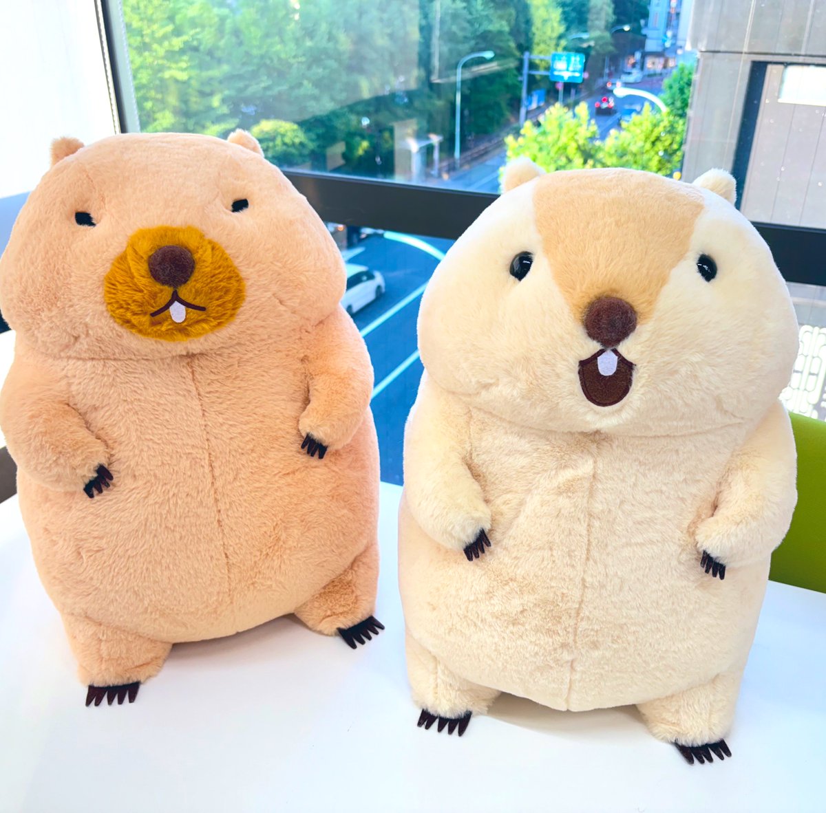 【三毛 ページ】もっとっと 2点 マーモットのもっとっと マーモットがきんようびをお伝えしま