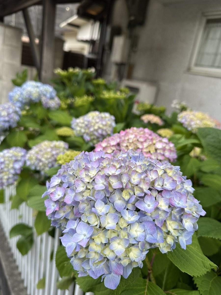midorishika's tweet photo. あちこちでアジサイが綺麗に咲いていますね。旧医院でも真っ盛りです🌼✨
6/4は虫歯予防デーでした🦷
歯の具合はいかがでしょうか。
1週間後の6/19（木)予約に空きがあります。検診、ホワイトニングなどご希望のある方はお電話下さい☎️0822331418
WEBでも予約受付中→
https://t.co/5E0cP6QJqI https://t.co/G9mHlD1fUF