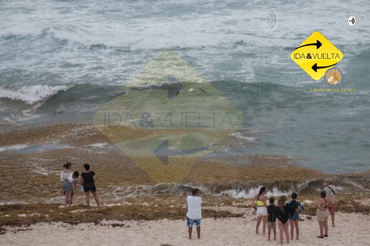 ReynaCaldern06's tweet photo. #PLAYADELFINES DE #CANCÚN #INVADIDA POR #SARGAZO
Así luce Playa Delfines en Cancún, #QuintanaRoo, el sargazo se ha apoderado del mar y debido a las fuertes lluvias ha recalado a las orillas. #Turistas disfrutan sus vacaciones pese al sargazo en las playas. https://t.co/VqFtDxsKLw