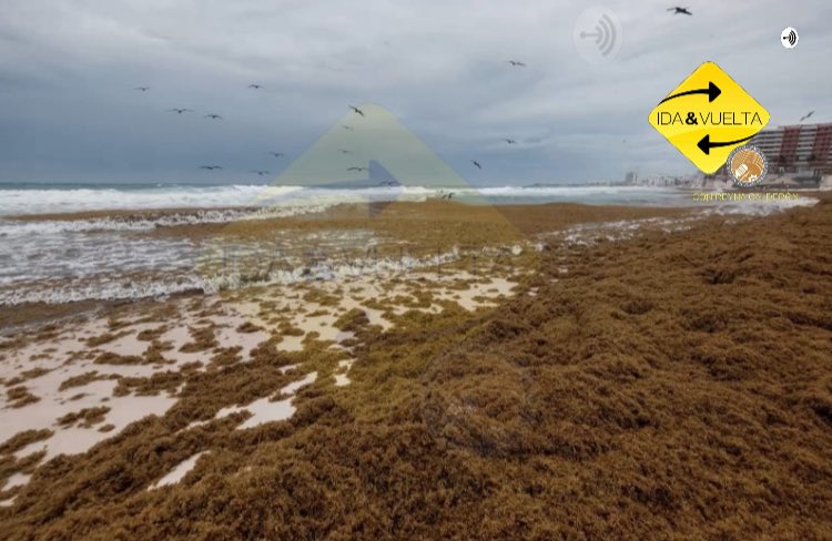 ReynaCaldern06's tweet photo. #PLAYADELFINES DE #CANCÚN #INVADIDA POR #SARGAZO
Así luce Playa Delfines en Cancún, #QuintanaRoo, el sargazo se ha apoderado del mar y debido a las fuertes lluvias ha recalado a las orillas. #Turistas disfrutan sus vacaciones pese al sargazo en las playas. https://t.co/VqFtDxsKLw