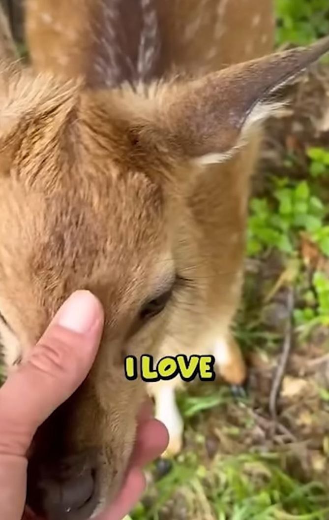deershouldnt's tweet photo. i love https://t.co/fyh00d1E6i