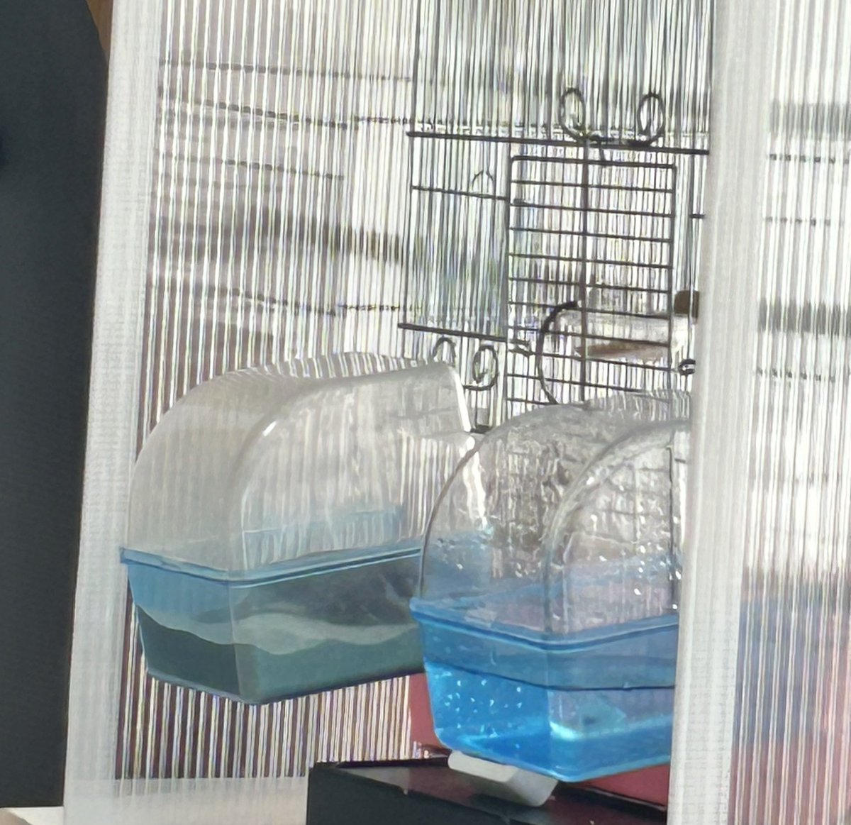 朝の放鳥楽しむ鳥と毎朝日課のお砂でくつろぎタイムしてる鳥。ずーちゃんはお姫様なので2.3日に1回は砂全交換して新鮮なお砂で砂浴びしてる