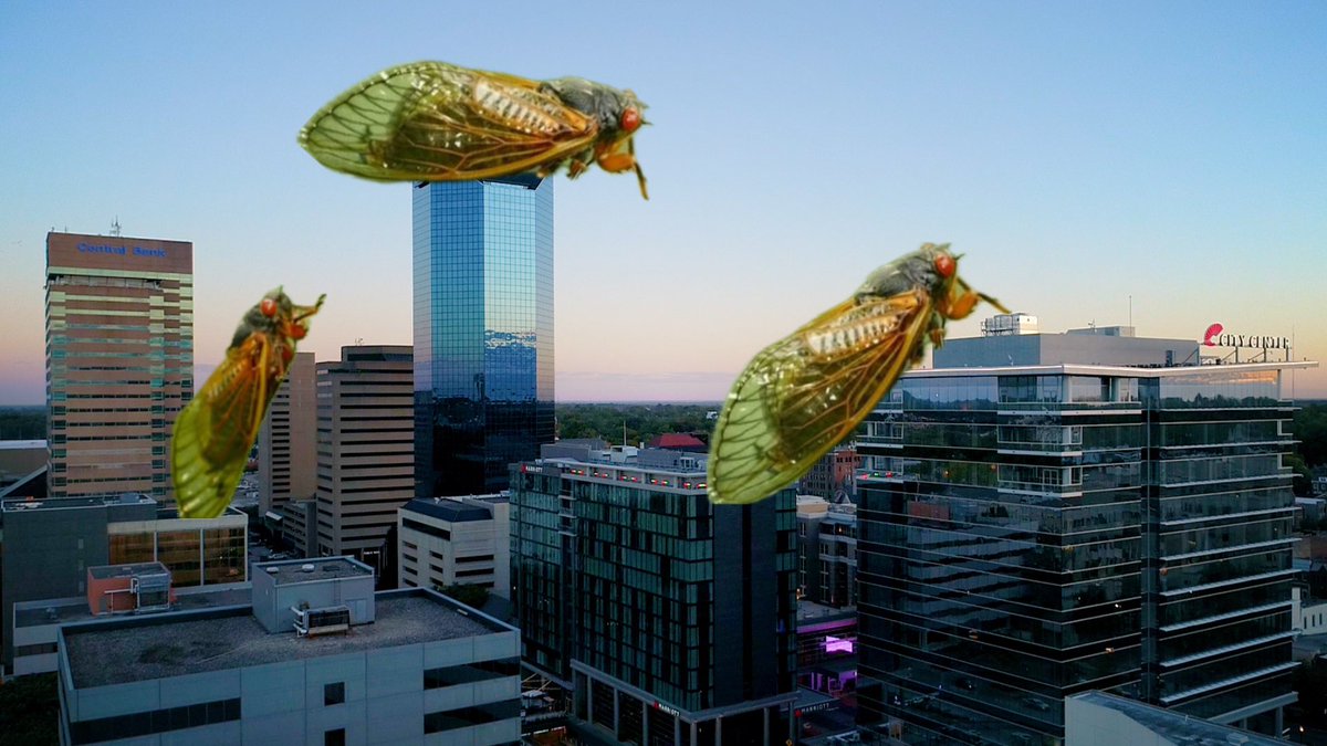 Invasion of the cicadas.  bit.ly/443nhbu