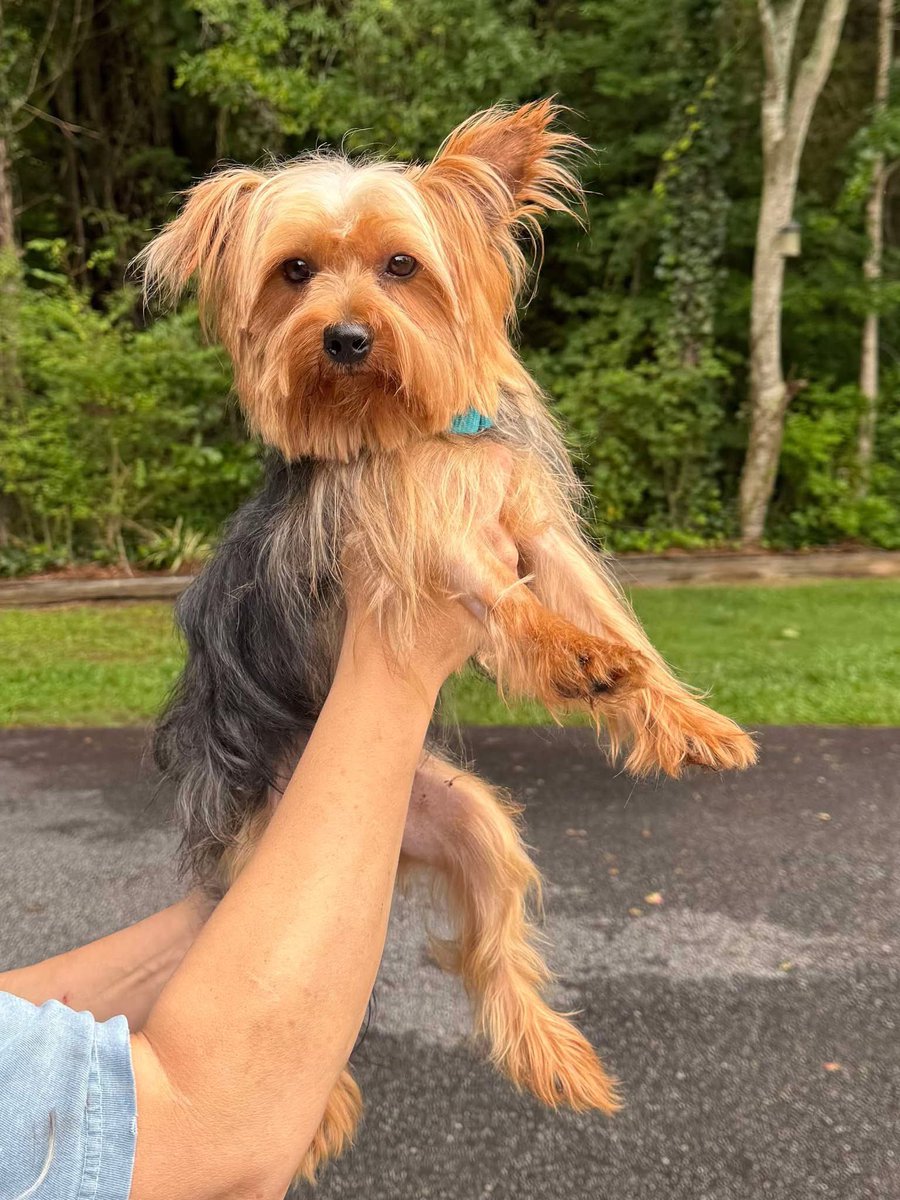 Who doesn't love a Lemon Tart?!  Delicious, refreshing and zingy!  Lemon Tart is looking for his new family and he is a crowd pleaser!  He would make the best cuddle companion for someone looking for a lap dog!  Mr. Tart weighs 9 lbs, the perfect size to tote along on👇