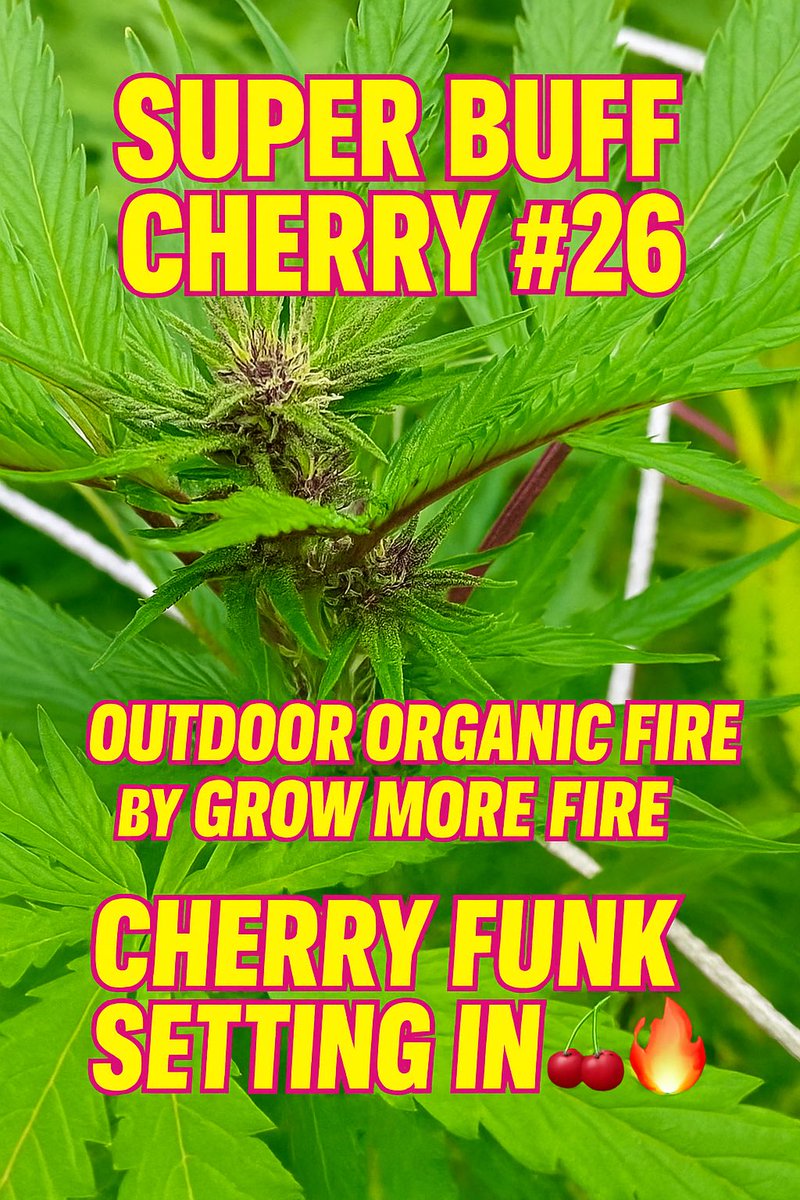 ThatHydroCouple's tweet photo. 🍒💥 Super Buff Cherry #26 — genetics by Grow More Fire
Out here in the raw sun, growing like she just got outta prison 😤
No bottles. Just dirt, rage, and cherry-fueled violence.
She’s built DIFFERENT.
#BuffBuilt #GrowMoreFire #CannabisCommunity #ThatHydroCouple https://t.co/ExpWSDtJlu