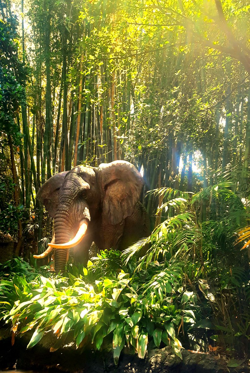 My Husband and I loved this Jungle Cruise!!!😃💕💕🐘🦒🌴🌴🐒 #Safari #adventures #junglecruise #love