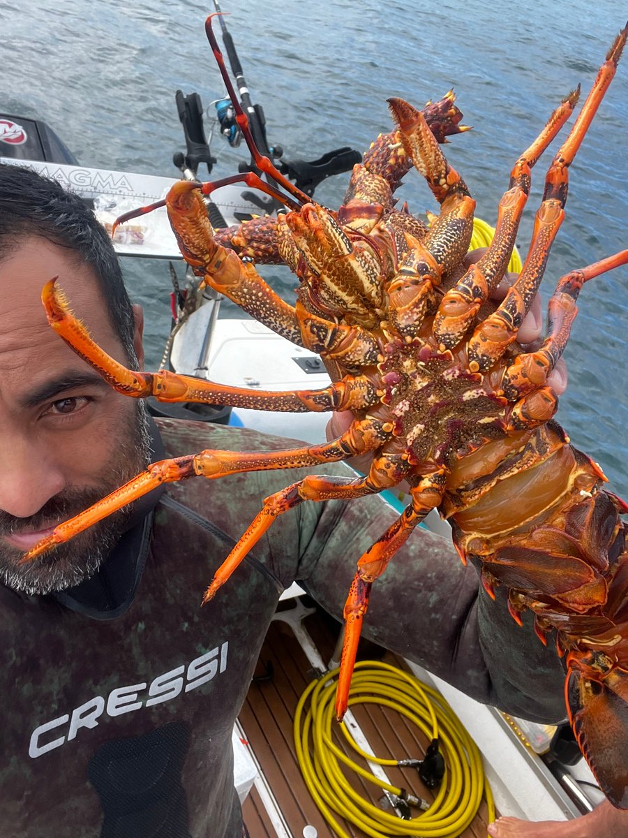 It’s time to give female rock lobsters a rest to spawn in peace and replenish.

The closed season is now in place (from 1 June to 15 November), covering both female southern rock lobsters and female eastern rock lobsters.

For more info visit vfa.vic.gov.au/rocklobster