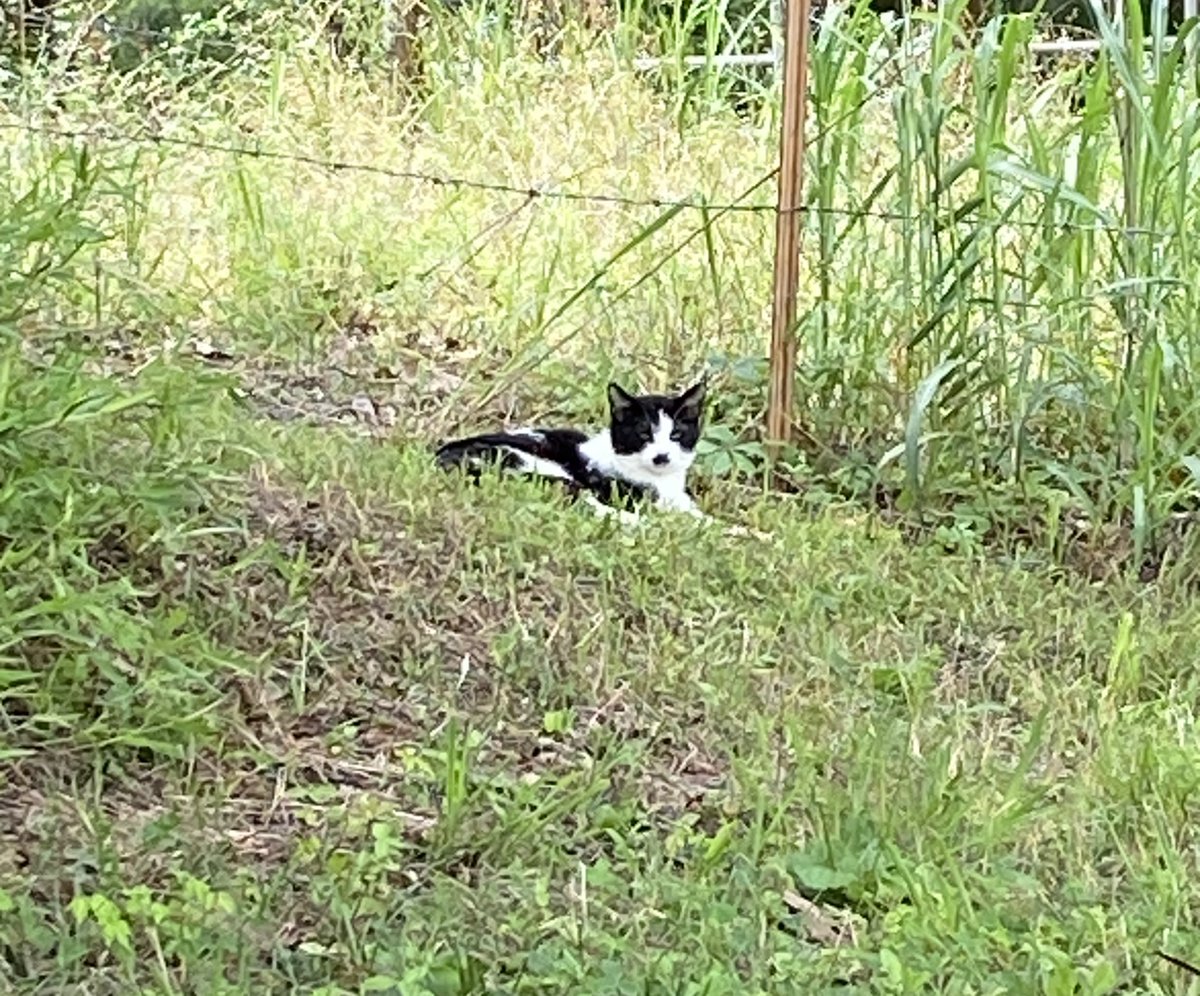 Aderp Kitler is watching you..
#cats