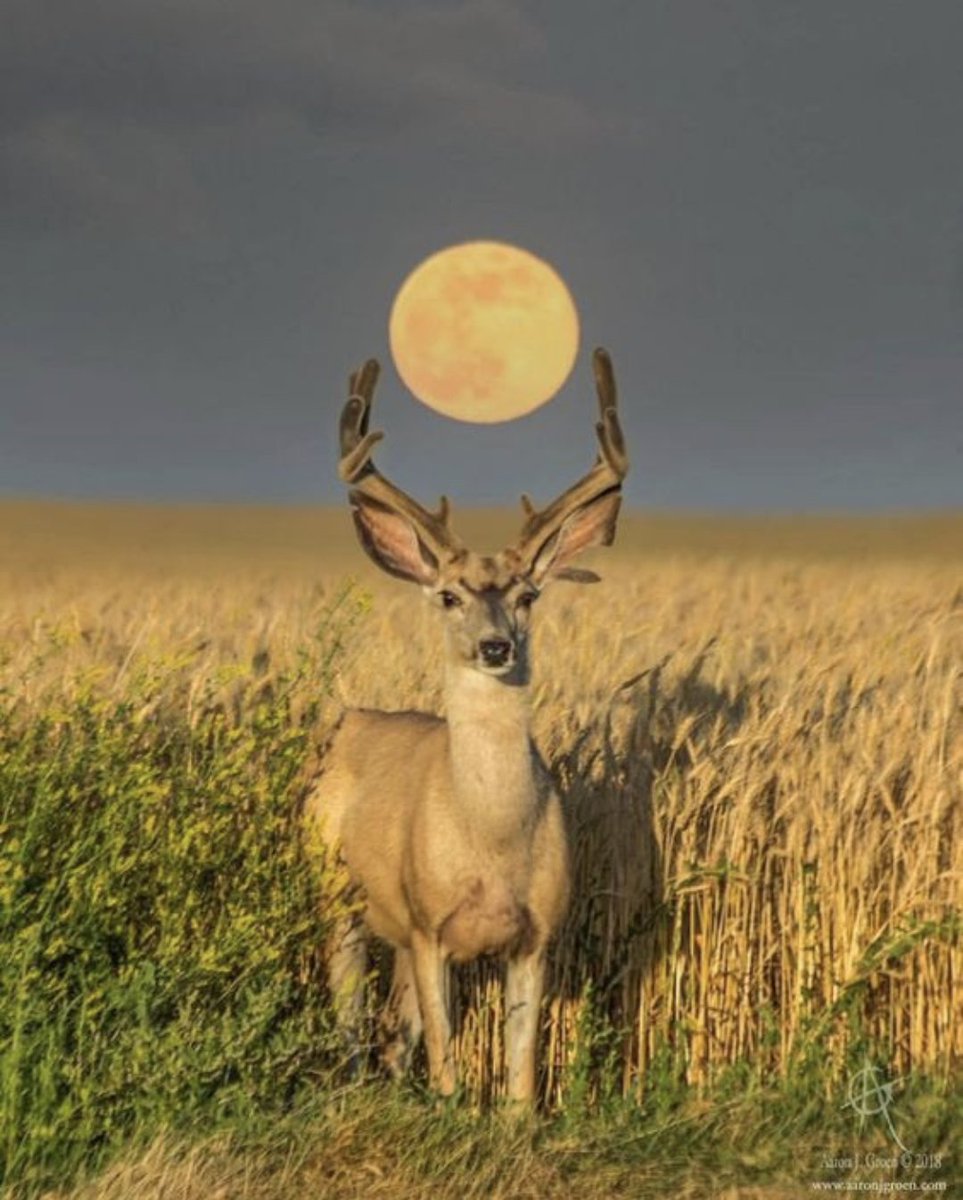 IllustriousDeer's tweet photo. Deer actually have super powers but don't show it off a lot https://t.co/pOOUPUBOYB