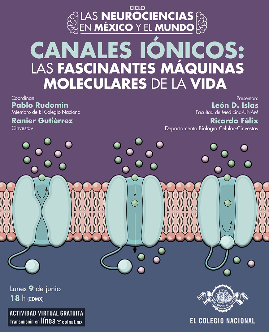 El Colegio Nacional (@colegional_mx) on Twitter photo 💡🧫🔬 El #LUNES expondrán sobre los canales iónicos, verdaderas máquinas moleculares que gobiernan la electricidad de la vida.
🔸 Lunes 9 de junio · 18 h #VIRTUAL
🔸 Ciclo: Las #neurociencias en México y el mundo
🔸 Coordinan: Pablo Rudomin y <a href="/GutierrezRanier/">Ranier Gutierrez</a>
🔸 Participan: 💡🧫🔬 El #LUNES expondrán sobre los canales iónicos, verdaderas máquinas moleculares que gobiernan la electricidad de la vida.
🔸 Lunes 9 de junio · 18 h #VIRTUAL
🔸 Ciclo: Las #neurociencias en México y el mundo
🔸 Coordinan: Pablo Rudomin y <a href="/GutierrezRanier/">Ranier Gutierrez</a>
🔸 Participan: