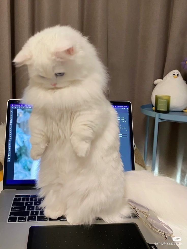 เทองอนไรคะ ｡°(°.◜ᯅ◝°)°｡