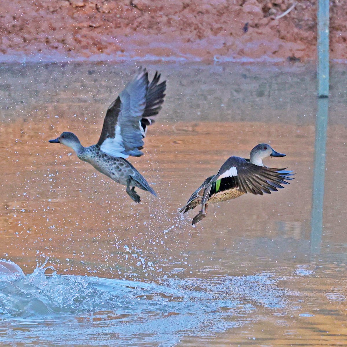 We had to laugh when we saw these grey teals take off from Quinn Dam at Gluepot. They almost flew into each other 🤣
As an aside, of the two dams at Gluepot, only one had water in it - and not very much. We're getting some rain in Adelaide and I hope Gluepot gets some too.