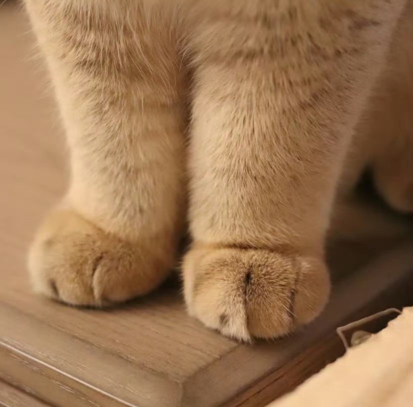 Cowmeow 😺