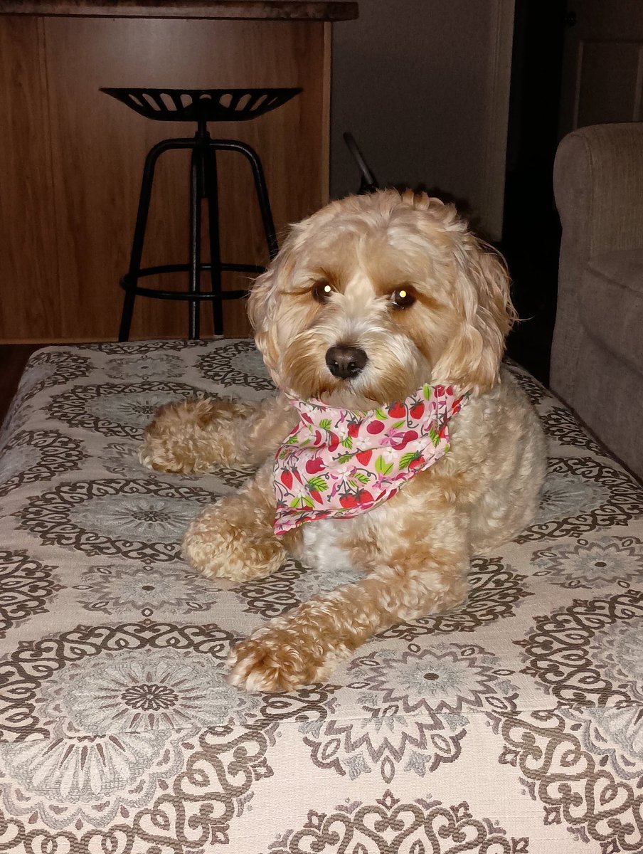 momblogger76's tweet image. Allie Mae modeling her new scrunchie bandana I made her!

#sew #sewingfabric