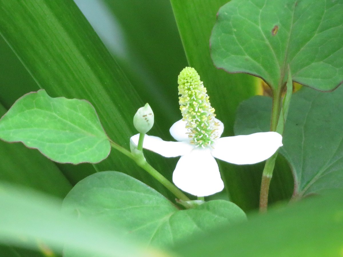 .

「傷付けても」
貴女の中に
自分を刻みたい
甘い痛みは我が身の刺傷

「傷付いて」
ジクジク痛む脈を数えて
反芻する思考は
結果、甘くて

幼い恋心

.