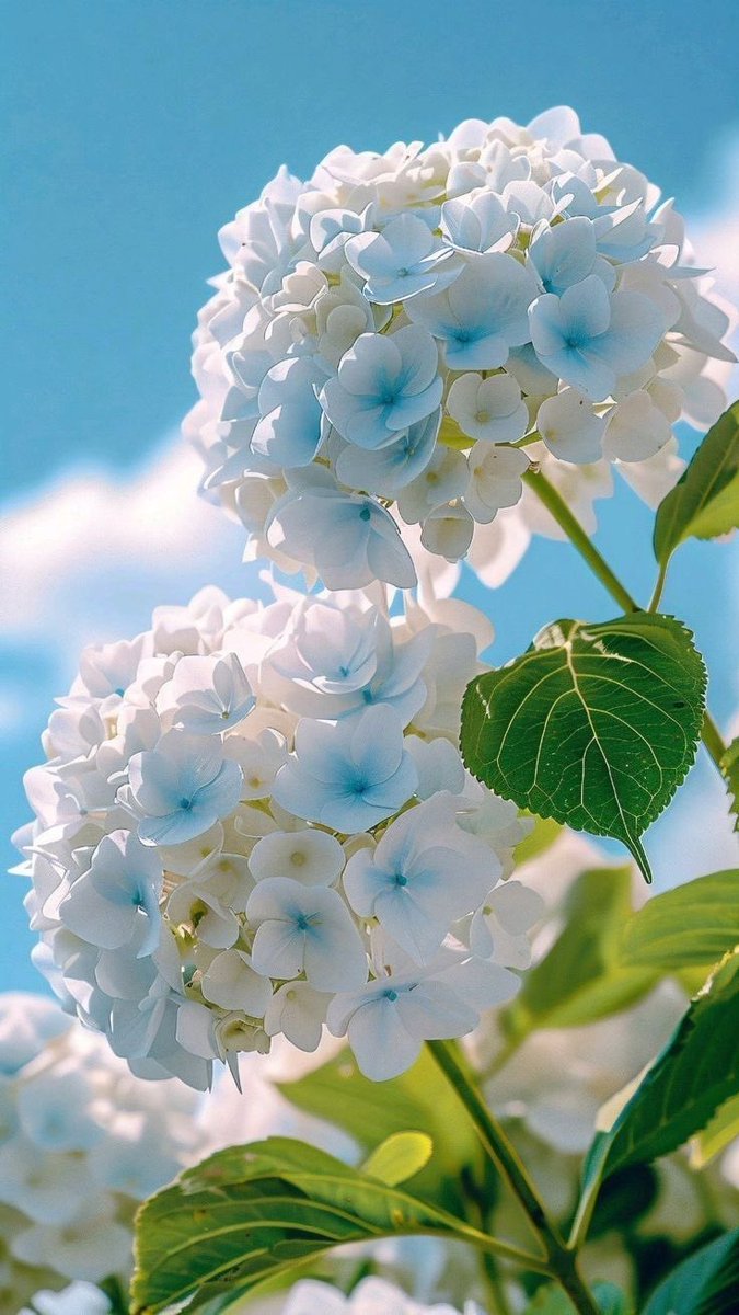 .           .ೃ࿔—🩵—.ೃ࿔           .

    I fiori sbocciano come
    un sogno, dipingendo
    il giardino di dolcezza

Բelice עenerdi.              𑜞᭄