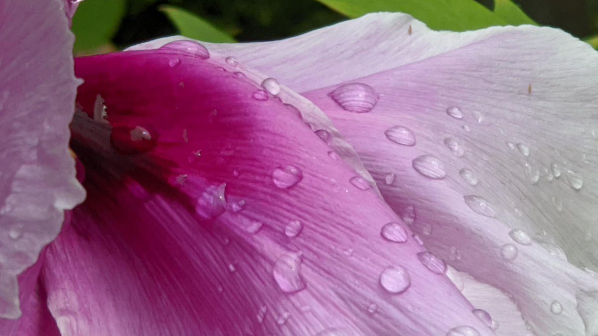 lightwhispers's tweet photo. pearls cascade into pools of petals https://t.co/Hour85L8E1