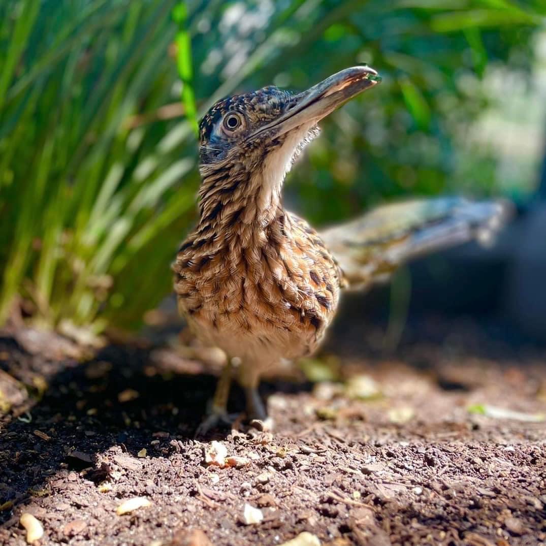 Vinnie Vinzetta (@vvinzetta) on Twitter photo Looks like 'Rowdy The Roadrunner' at the <a href="/SanAntonioZoo/">San Antonio Zoo 🦍</a> has his GAME FACE on for <a href="/UTSABSB/">UTSA Baseball ⚾️</a> this weekend! What do you think <a href="/MananaZoo/">Tim Morrow</a>? #BirdsUp <a href="/KENS5/">KENS 5</a> <a href="/UTSAAthletics/">UTSA Athletics</a> Looks like 'Rowdy The Roadrunner' at the <a href="/SanAntonioZoo/">San Antonio Zoo 🦍</a> has his GAME FACE on for <a href="/UTSABSB/">UTSA Baseball ⚾️</a> this weekend! What do you think <a href="/MananaZoo/">Tim Morrow</a>? #BirdsUp <a href="/KENS5/">KENS 5</a> <a href="/UTSAAthletics/">UTSA Athletics</a>