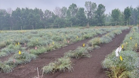 UMN researchers are exploring the potentials of perennial flax as anything from a cut flower to a crop grown for oil seed. Get the full story: bit.ly/4krtfsq
