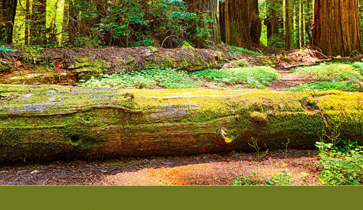 @GoldenEraIntel tweet media