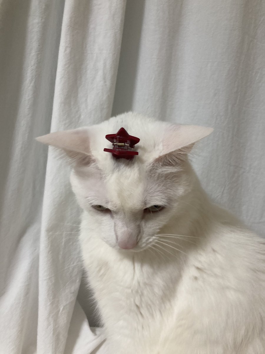 summer_cat030's tweet photo. 삔을 살짝 집어주었더니 기분이 너무 나빠진 동생 https://t.co/YRgTgILxGa