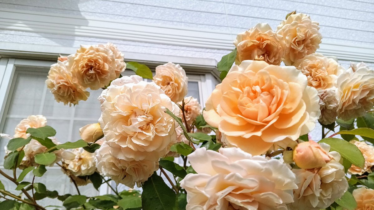 p8GH7DEh6G60245's tweet image. ☀晴天✨✨

♡手仕舞いの株も多くなってきて花弁乱舞

八重の #ミニバラ は満開✨一重はこれから…
#Pegasus ER.1995 #ThePilgrim ER.1987満開

🌹今日は29℃予報 朝も水やり🚿
花柄摘み 不要枝の整理 花弁掃除💨

📖午後はゆっくり読書をしたい♡

6月6日☀23.7℃💧59%🌀0.9m/s

#パパのGarden日誌