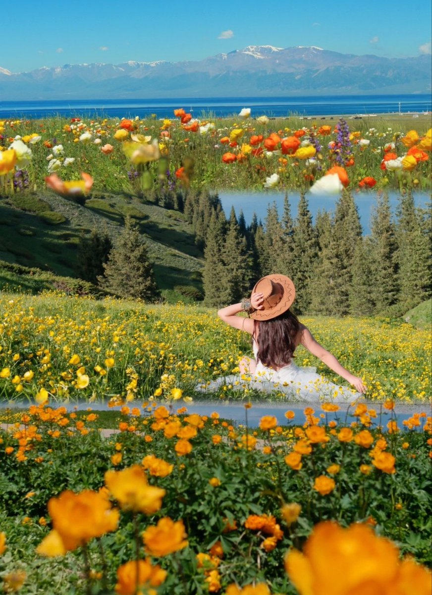 赛里木湖看花海