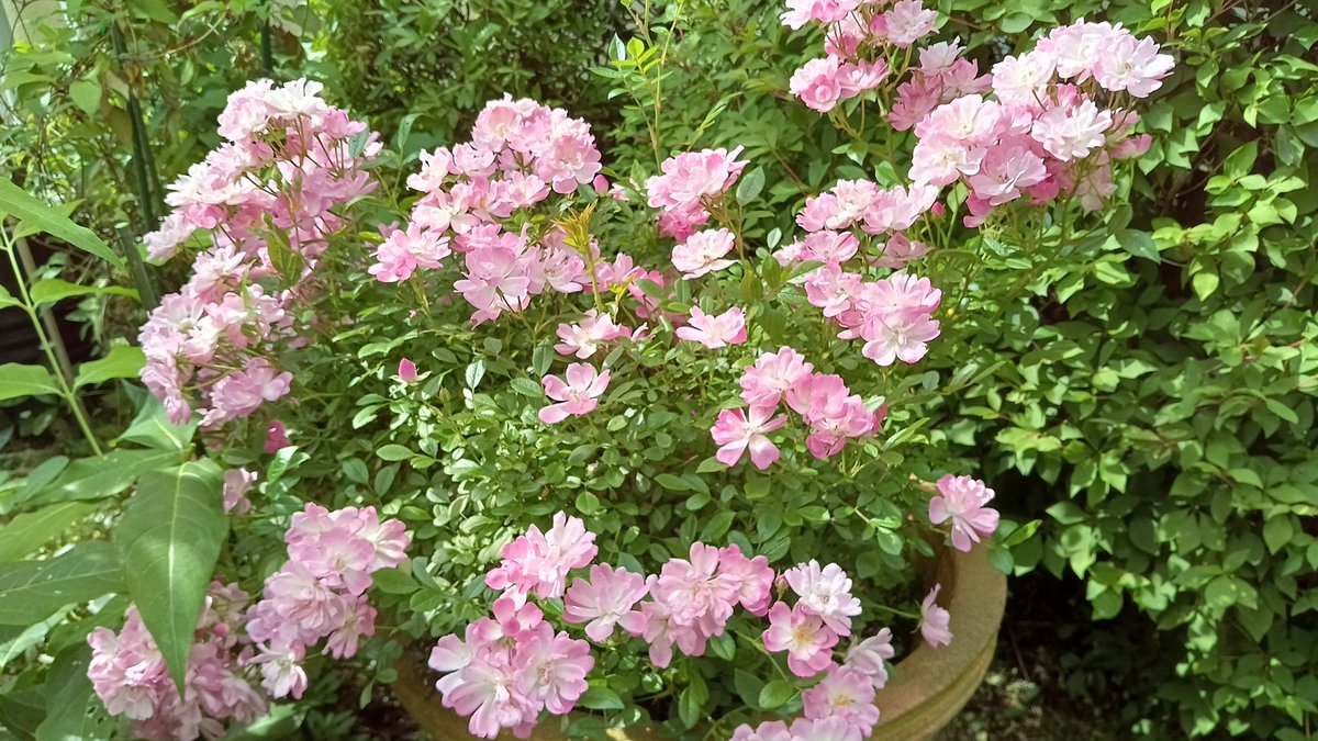 p8GH7DEh6G60245's tweet image. ☀晴天✨✨

♡手仕舞いの株も多くなってきて花弁乱舞

八重の #ミニバラ は満開✨一重はこれから…
#Pegasus ER.1995 #ThePilgrim ER.1987満開

🌹今日は29℃予報 朝も水やり🚿
花柄摘み 不要枝の整理 花弁掃除💨

📖午後はゆっくり読書をしたい♡

6月6日☀23.7℃💧59%🌀0.9m/s

#パパのGarden日誌