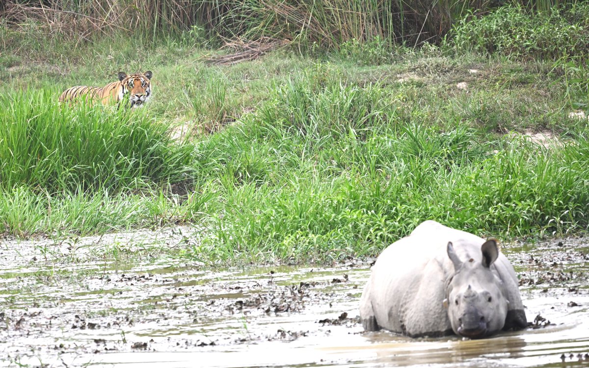 Rengaraju T, IFS (@raju2179) on Twitter photo Two iconic species in a single frame !!!
Bankey Taal , Dudhwa National Park-UP.
<a href="/DudhwaTR/">Dudhwa Tiger Reserve</a> <a href="/UpforestUp/">Environment, Forest and Climate Change Department</a> <a href="/ntca_india/">National Tiger Conservation Authority</a> <a href="/moefcc/">MoEF&CC</a> <a href="/WWFINDIA/">WWF-India</a> Two iconic species in a single frame !!!
Bankey Taal , Dudhwa National Park-UP.
<a href="/DudhwaTR/">Dudhwa Tiger Reserve</a> <a href="/UpforestUp/">Environment, Forest and Climate Change Department</a> <a href="/ntca_india/">National Tiger Conservation Authority</a> <a href="/moefcc/">MoEF&CC</a> <a href="/WWFINDIA/">WWF-India</a>