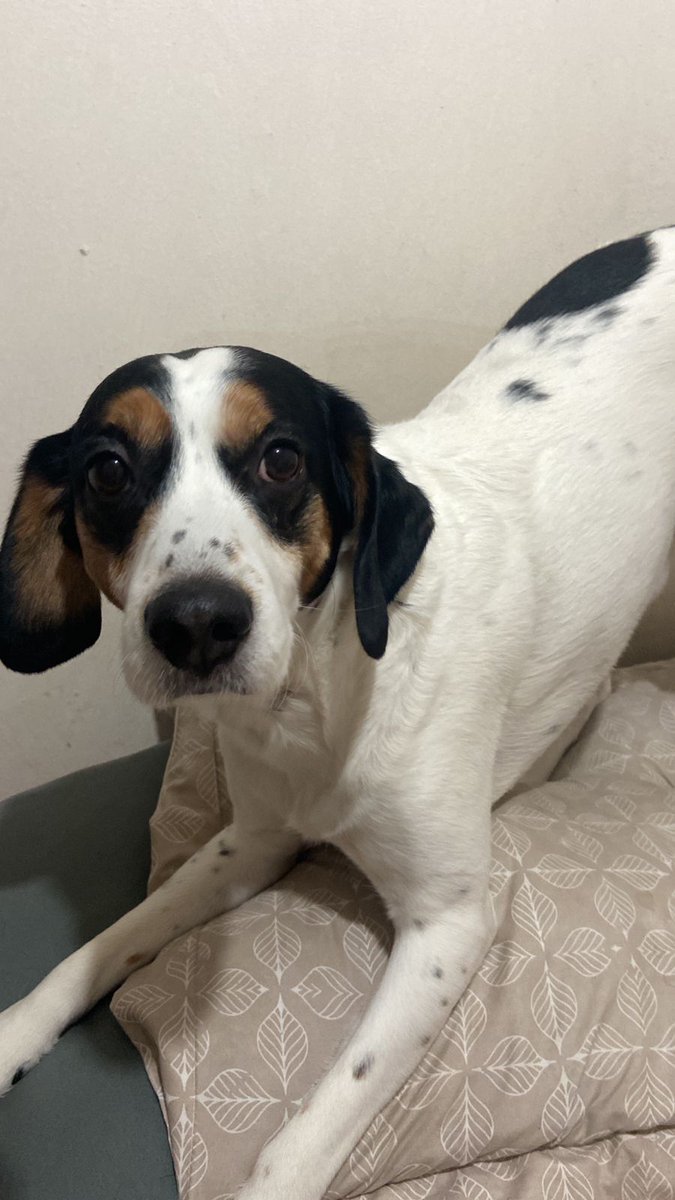 Hace un par de horas se perdió el perrito de mi ahijada, en calle Ricardo Grillet , Peñalolen, lo vieron después en Calle Consistorial , se llama Bailey, por favor necesito mucha difusión si lo ven pueden llamar al 944993246 RT <a href="/carolinapinoc/">Caro 🌲 C.</a> <a href="/marcoporchile/">Marco Enríquez-Ominami</a> <a href="/ReneTabilo/">🍀René Tabilo</a> retener