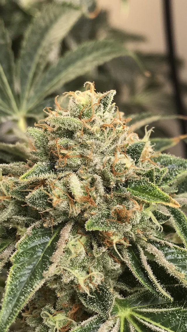 lisamarie552's tweet photo. Papaya breath from @Real_MFG_Mtn almost done looking pretty https://t.co/1XGLmWMjre