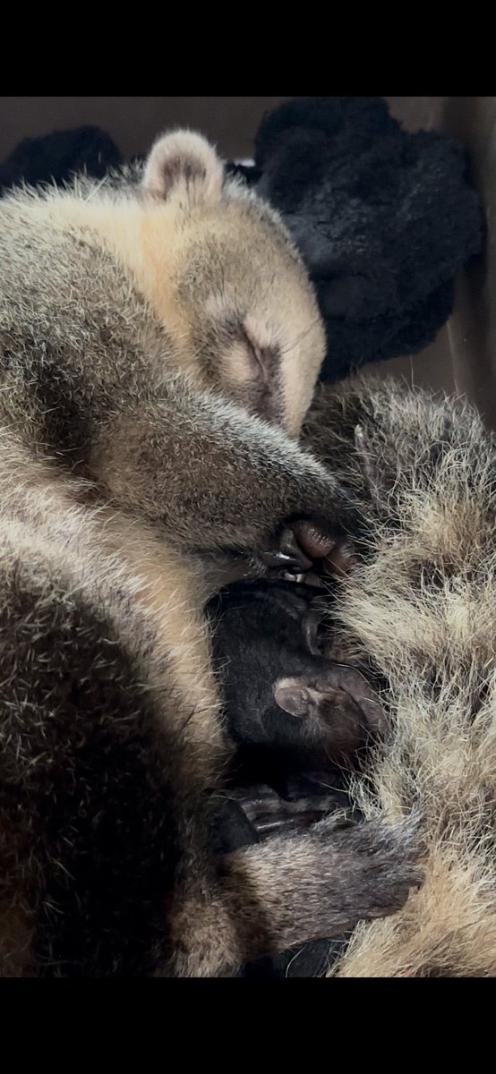 6月5日アカハナグマ無事に出産しましたぁ㊗️

母子共に何事もなく一安心✨

#アカハナグマ
#エキゾチックアニマル
#ブリーダー