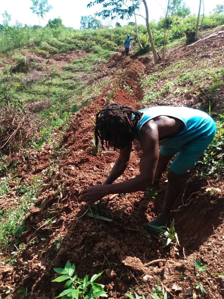 undphaiti's tweet photo. Les interventions portent, entre autres, sur :
 💧 L' aménagement des bassins hydrographiques
 🌾 Le soutien aux moyens de subsistance
 🏛️ Le renforcement de la gouvernance locale
#fightplasticpollution #combattrelapollutionplastique #JME2025 #WED2025 #GenerationRestoration https://t.co/DomohWvjCJ