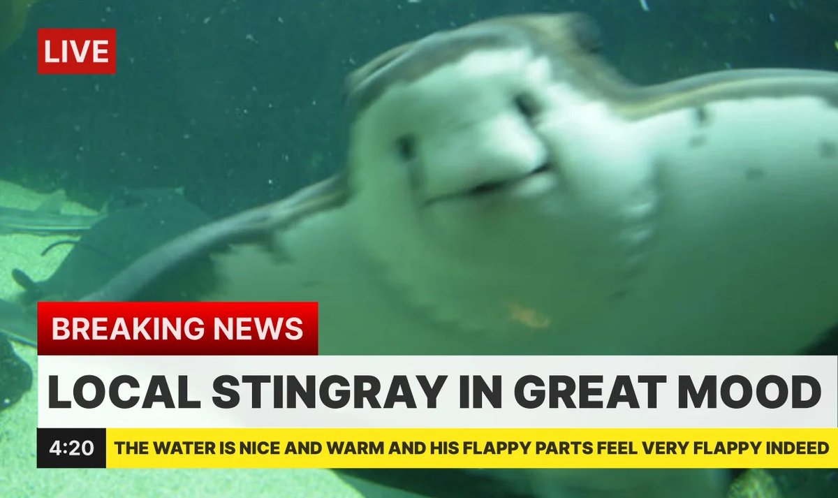 THE RAYS JUST SWEPT THE RANGERS

JUNIOR SLIDES HOME FOR THE WIN

RAYS WIN RAYS WIN RAYS WIN
