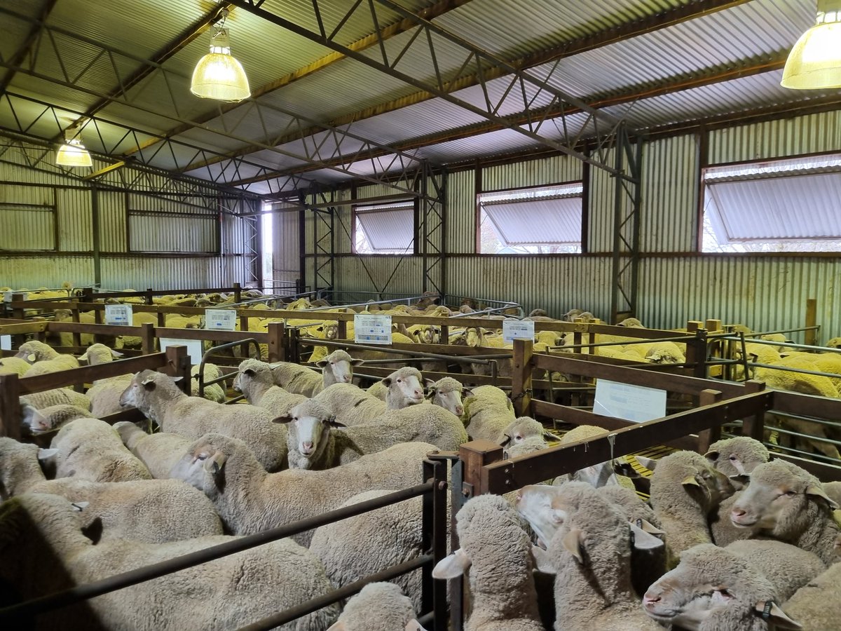 Great to be at SA Merino Sire Evaluation Trial Field Day at Turretfield Research Centre. 

Catch up with Jodie for all your latest <a href="/woolinnovation/">Australian Wool Innovation</a> publications. 

<a href="/SA_PIRSA/">PIRSA</a>