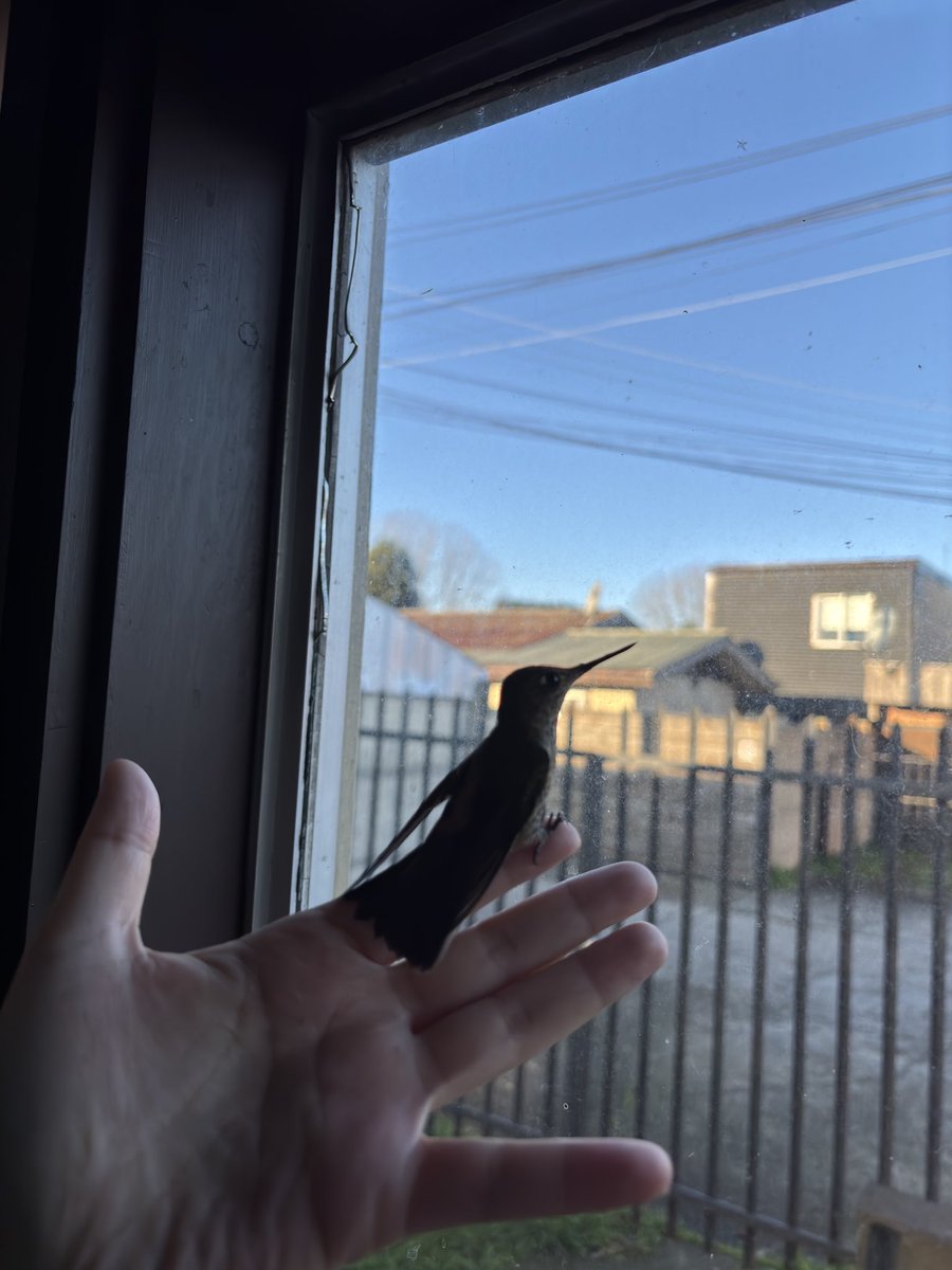 Nico__ej's tweet photo. Me visita un colibrí 🥹, momento mágico ✨, fue liberado con mucho cuidado 🥹 ❤️ https://t.co/Pb5U30oTEm