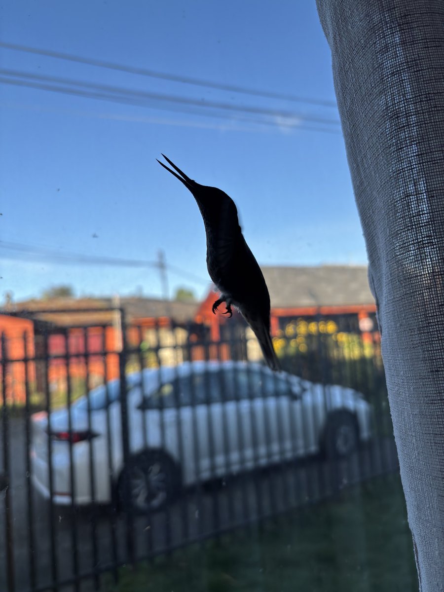 Nico__ej's tweet photo. Me visita un colibrí 🥹, momento mágico ✨, fue liberado con mucho cuidado 🥹 ❤️ https://t.co/Pb5U30oTEm