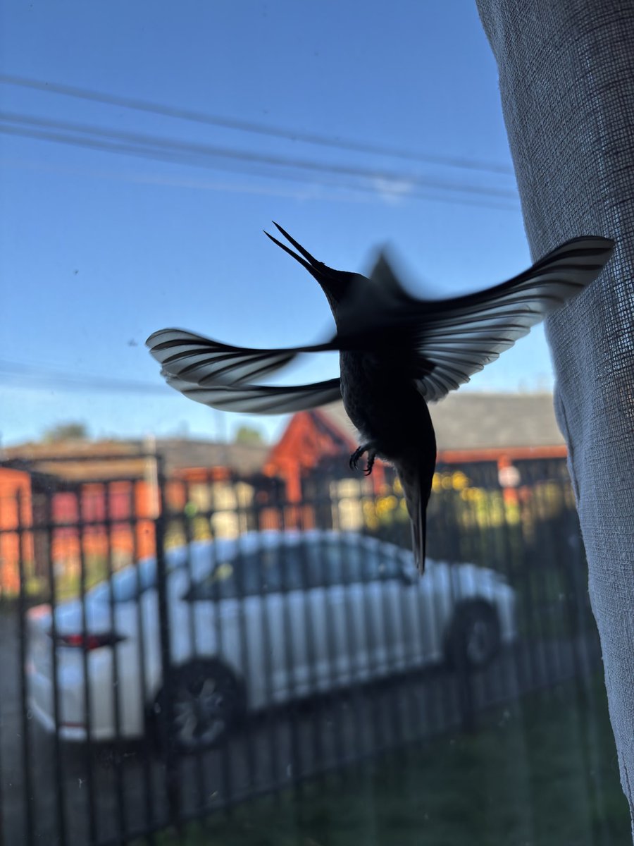 Nico__ej's tweet photo. Me visita un colibrí 🥹, momento mágico ✨, fue liberado con mucho cuidado 🥹 ❤️ https://t.co/Pb5U30oTEm