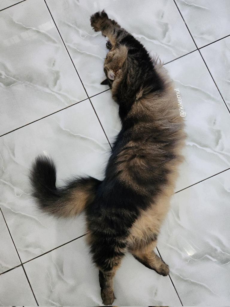 stretching ialah peregangan