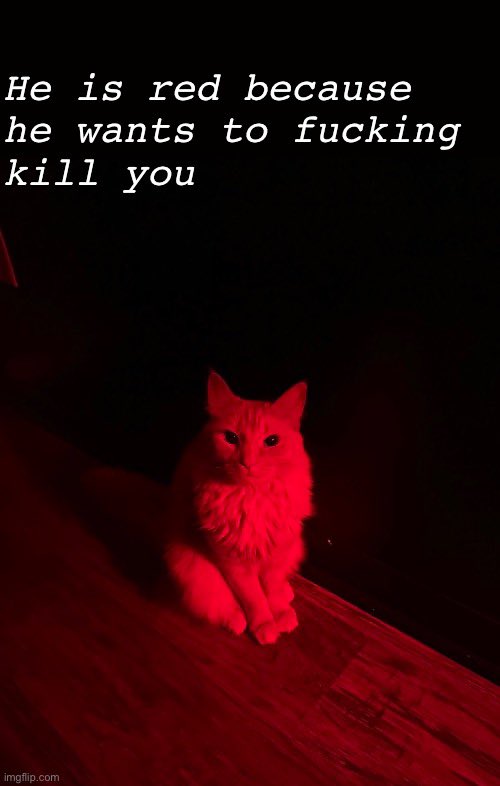 Mojo 🖤 (@mojoblackcat) on Twitter photo 