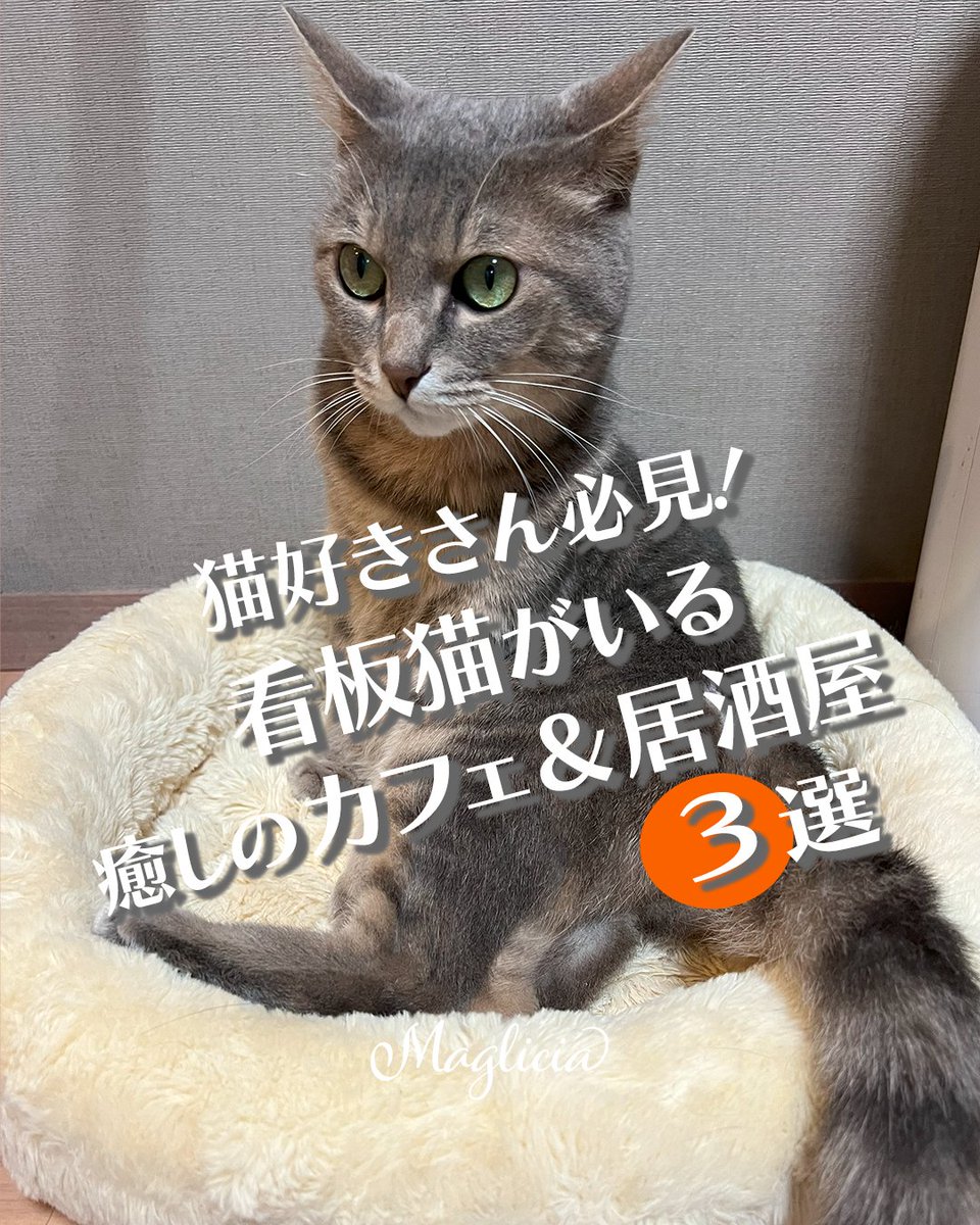 maglicia22's tweet photo. ■猫好きさん必見！看板猫がいる癒しのカフェ＆居酒屋3選

猫と触れ合いながら、美味しいごはんやお酒も楽しめる…そんな癒しの時間が過ごせる都内の“看板猫がいるお店”をご紹介✨

Instagramはこちら！ 
https://t.co/fhhKnuyJSz

#猫のいる幸せ 　#猫好きさんと繋がりたい https://t.co/XTIc9PwPSQ