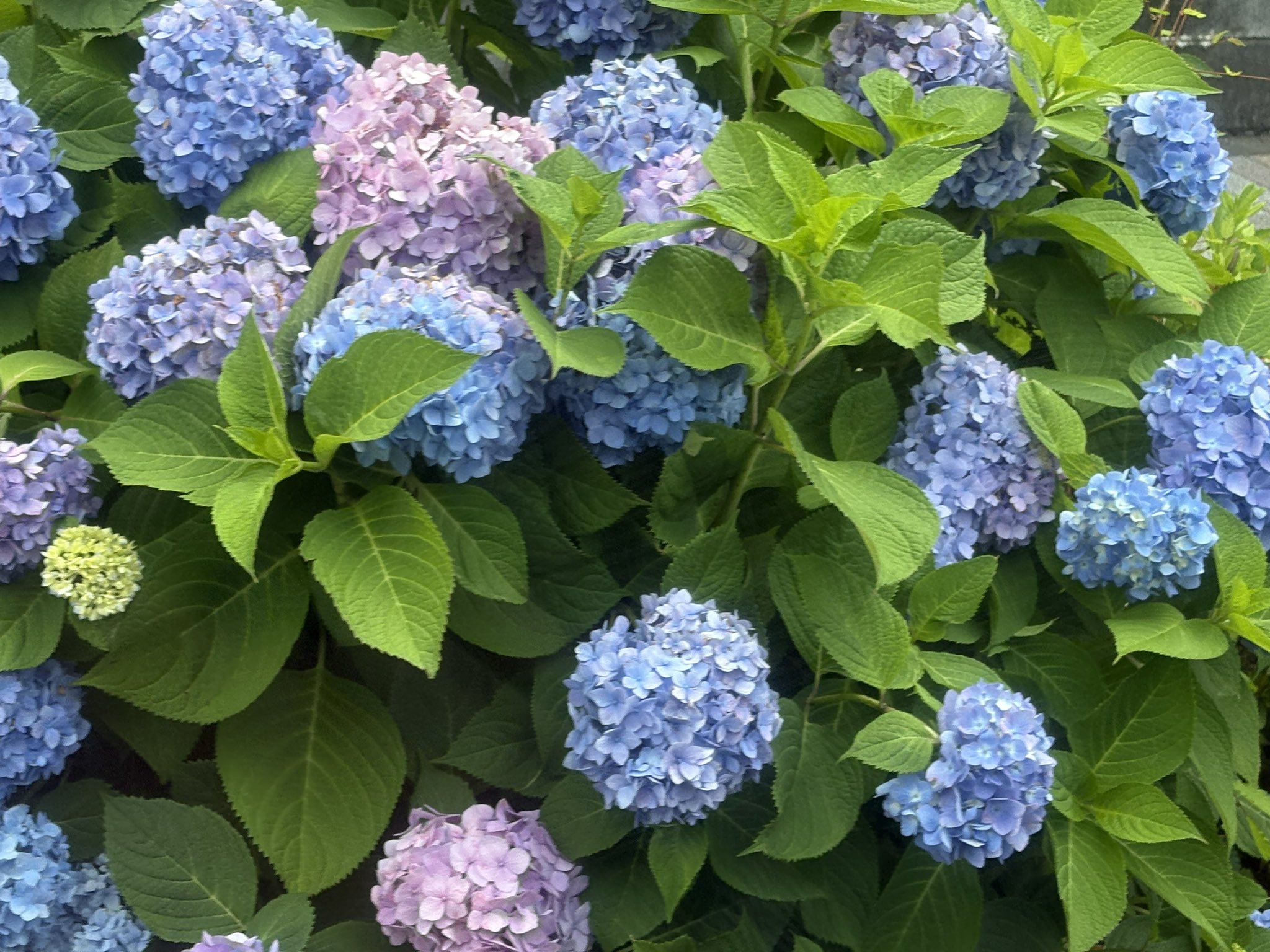 虹～紫陽花⭐ Amazon｜SHOPマルハナ 鉢植えアジサイ 月虹（げっこう）5.5号