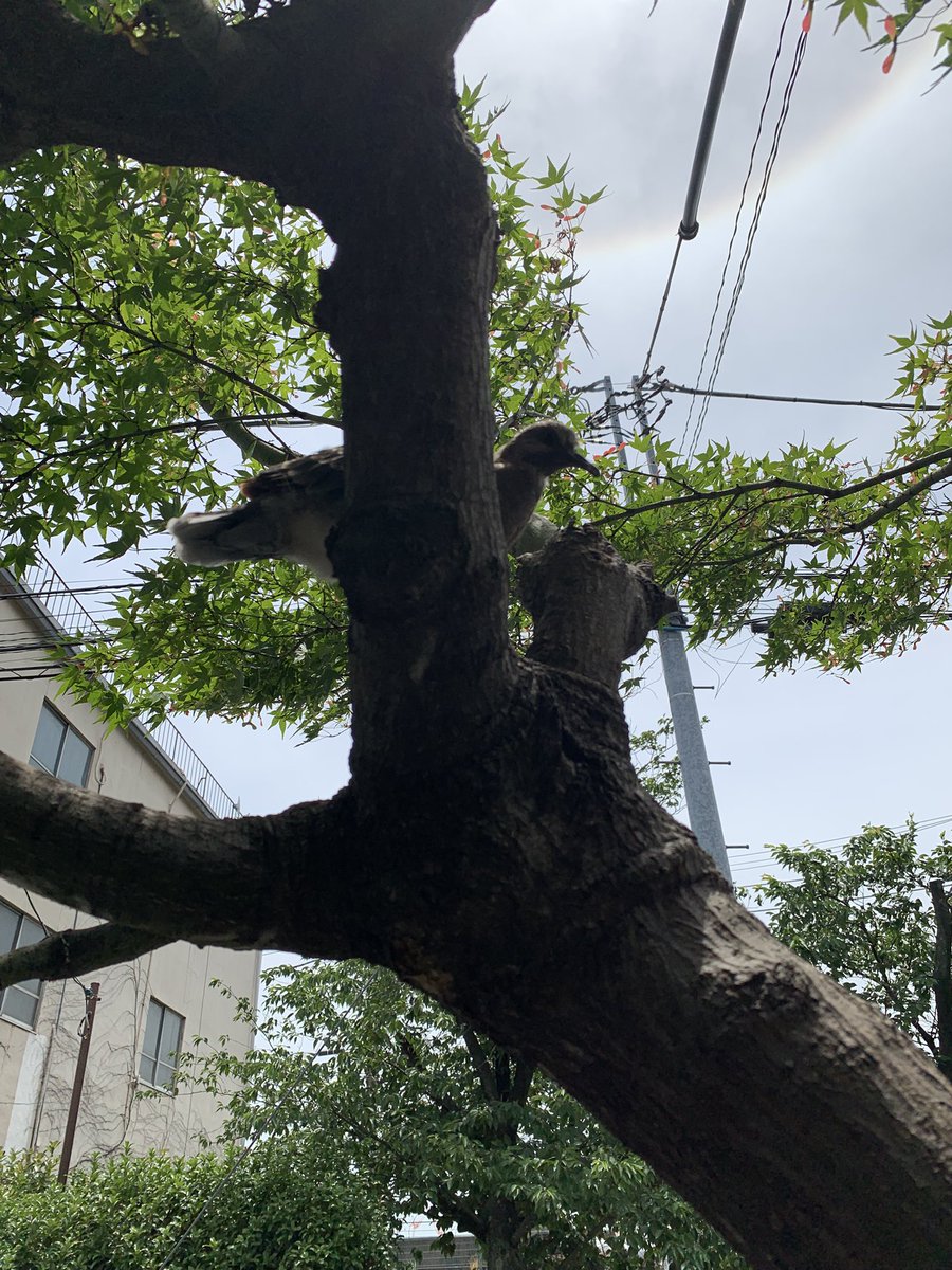 ManiUlfr's tweet photo. 1羽巣立ててなかった…
とりあえず庭は猫やハクビシンに襲われる可能性もあるので、巣のある枝の太いところに移動させた…巣まで帰れるかなー
心配だー https://t.co/k8TT18jdzZ
