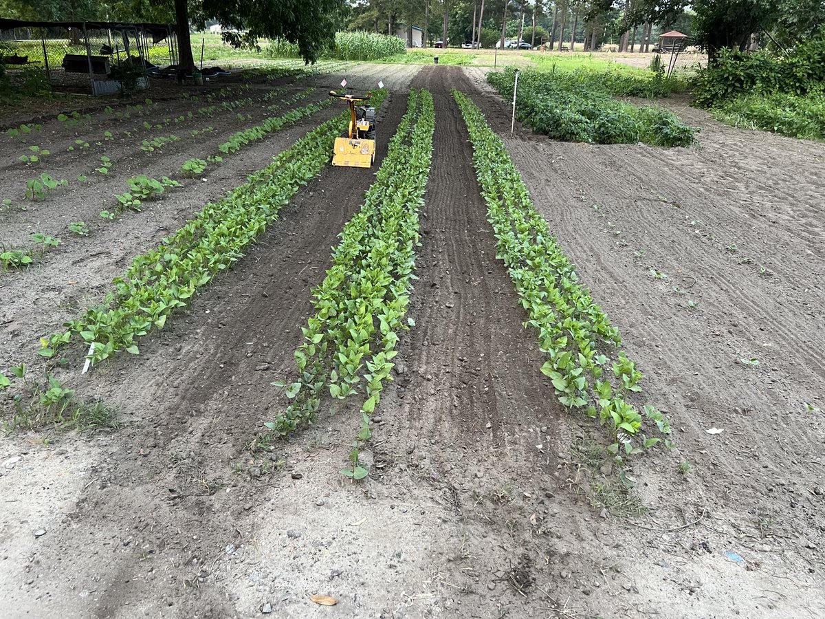 Pumpkin, cucumber, black eyed peas, butter beans, squash, peanut, corn, watermelon, cantaloupe 13Love
