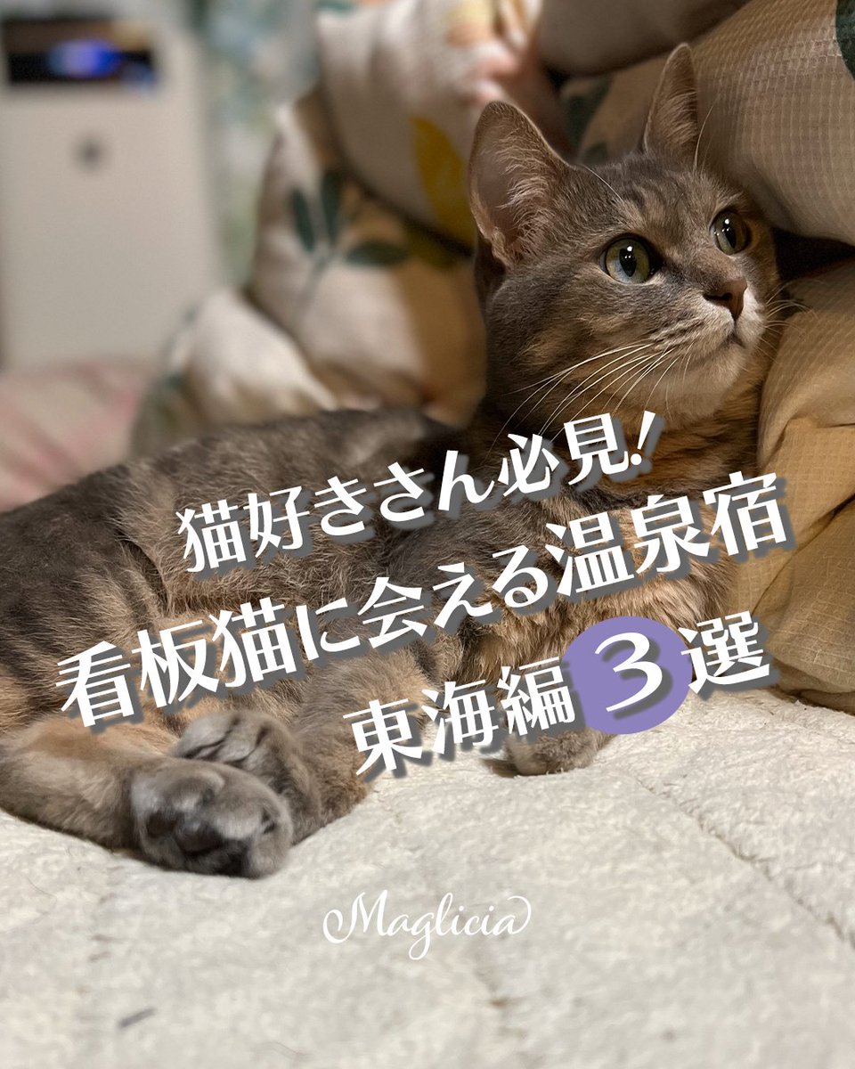 maglicia22's tweet photo. ■猫好きさん必見！癒しの看板猫に会える温泉宿3選！東海編

旅先でも猫と過ごしたい…そんなあなたにぴったりな、看板猫がいる温泉宿をご紹介✨
どの宿も自然に囲まれたロケーションと、源泉かけ流しの温泉が魅力。

Instagramはこちら！
https://t.co/fhhKnuyJSz 

#猫好きさんと繋がりたい https://t.co/4ImTWVJnMx
