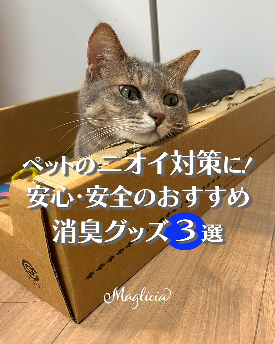 maglicia22's tweet photo. ■ペットのニオイ対策に！安心・安全のおすすめ消臭グッズ3選

ペットとの暮らしで気になるのが「ふん尿のニオイ」や「残り臭」などのニオイ問題。
そんなお悩みをスッキリ解決してくれる、安心＆高機能な消臭スプレー3選をご紹介✨

Instagramはこちら！ 
https://t.co/fhhKnuzhI7 

#猫のいる幸せ https://t.co/3l8WeyTlAU