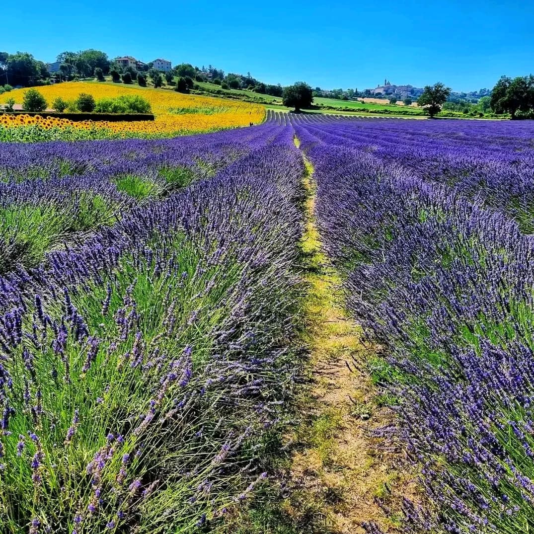NtcCu's tweet photo. If that is how God clothes the grass of the field, which is here today and tomorrow is thrown into the fire, will he not much more clothe you, O you of little faith?
So do not worry, saying, 'What shall we eat?' or 'What shall we drink?' or 'What shall we wear?'
Matthew6:27-31 https://t.co/EMVXjtDJ9o