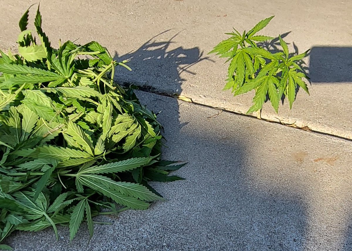 We gave her a haircut 
GreenCrack2.0